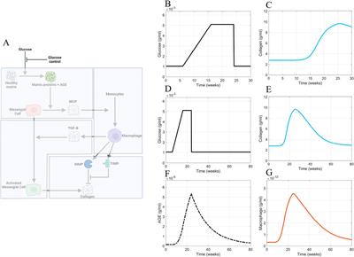 A mathematical model of glomerular fibrosis in diabetic kidney disease to predict therapeutic efficacy